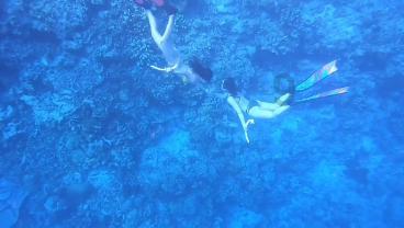 蓝狐视频